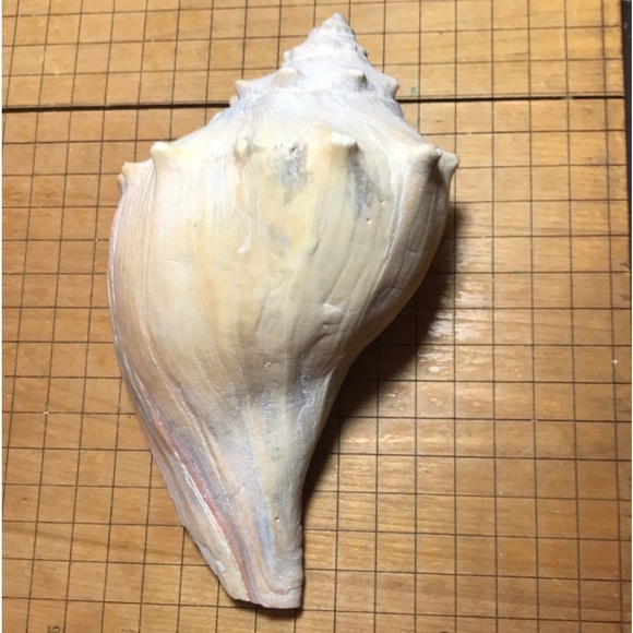 Knobbed Atlantic Whelk Shell Large 7.25”Lx4.5”Wx3.25”H Weight 9.9oz GUC - Picture 9 of 9
